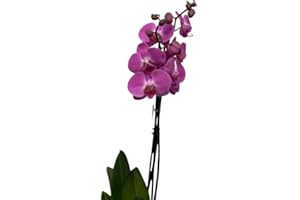 Cool Green - Planta natural - Orquidea Natural 2 tallos Rosa - Apta para Mascotas