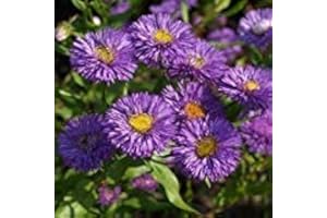 ASTONISH VISA STORE Erigeron Azure Graines de fées (Erigeron speciosus) 50 + Graines (100+)