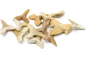 Väska med fossiliserade hajtänder – blandade storlekar
