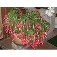 Cactus di Natale * Schlumbera Truncata * Ringraziamento Cactus * 5 semi freschi RARE