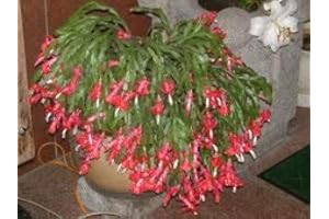 SVI Cactus de Noël * Schlumbera Truncata * Thanksgiving Cactus * 5 graines fraîches RARE