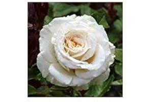 GIFTAPLANT Diamond Anniversary Rose - A Fragrant Creamy White Rose for A Diamond Wedding