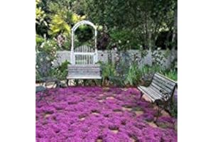 SVI Creeping Thyme Magic Carpet Seeds (Thymus Serpyllum) 100+Seeds (100+)