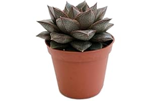 DECOALIVE Echeveria Purpusorum Mini Planta Suculenta Natural
