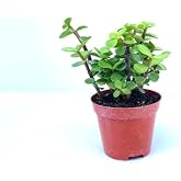 Portulacarya Para &Ccedil;i&ccedil;eği Sukulent, 8,5 cm Saksıda