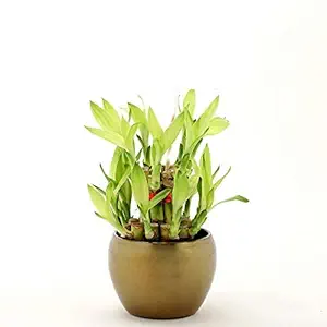 Ferns N Petals Two Layer Lucky Bamboo Plant In Beautiful Cute & Small Brass Metal Pot