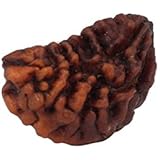 ASTRODIDI Wood Ek Mukhi Rudraksha(Brown)