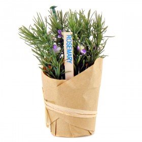 Preisvergleich Produktbild Rosmarin, 12 cm - Grün / Dunkelgrün (künstlich)