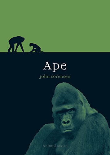 Ape