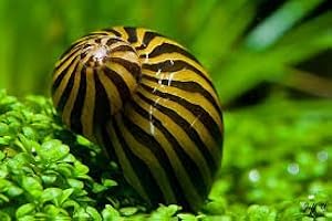 DK AQUATICS ZEBRA SNAIL 2cm TROPICAL AQUARIUM LIVE FISH ALGAE EATER TANK CLEANER (2 Snails)