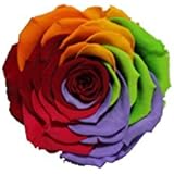 ETERNAL ROSES, XXL Rosenkopf, konserviert; Farbe Rainbow