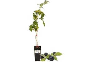 P. Piantine da Orto | Mora Precoce Senza Spine, Vaso da 2L, Pianta Pronta per Il Trapianto, Pianta Vera da Orto, da Balcone e da Esterno, Vivaio Italiano