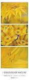 Colours of Nature 2019 - Triplets - Streifenkalender XXL (25 x 70) - Naturkalender by 