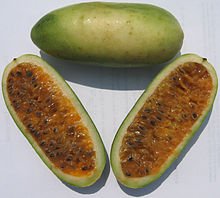 Bananen Passionsfrucht -Leckere Früchte und schöne Blüten- * passiflora mollissima *