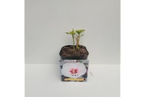 XXL hibiskus moscheutos jolly hjärta jättehibiskus perennhibiskus