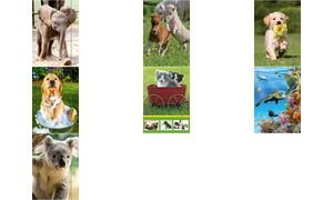 Preisvergleich Produktbild RNK Verlag Zeichnungsmappe "Koala", DIN A3 VE = 1