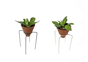 Spider - Table top Metal Stand with Terracotta Planter (Pack of 2-Black & Beige)