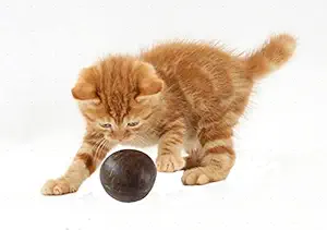 Mats Avenue Cat/Kitten Interactive Toy for Playing Hand Made Brown Color by Coconut Shells and Natural Gum Set of 1