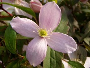Clematis montana ‚Rubens‘ – Mehrjährige Kletterpflanze - 2