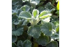 HORTIFLOR BUREAU Marrube blanc Marrubium vulgare ! (lot de 3 pieds)