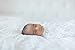 SwaddleDesigns X-Large Muslin Swaddle Blanket, Blue Forest (Set of 4 in Blue)
