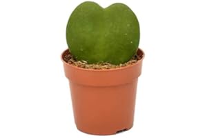 DECOALIVE Hoya Kerrii o Planta del Corazón Planta Suculenta de la Suerte