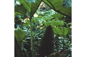 Just Seed - Gunnera manicata - Giant Rhubarb - 50 Seed Spectacular