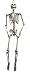 Produktbild Das Kostümland XL Skelett Otto Halloween Hängefigur - 200 cm - Lebensgroße Gruselige Partydekoration Zum Aufhängen für Horror Mottoparty