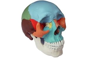 CRANSTEIN SCIENTIFIC Cranstein A-216 Modelo de cráneo de osteopatía | 22 piezas | pintado didácticamente | Estudios y formación médica | Enchufe cráneo | Modelo de anatomía del cráneo | Modelo de calavera con imanes