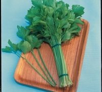 Chinese Celery - Kintsai - 3000 Seeds