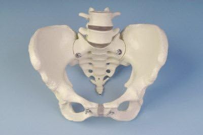 Anatomy Model – Skeleton and Models – Backbone – Female Pelvis with Stümpfen
