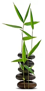 Creative cave Beautiful Pebbles,Bamboo Wall Sticker ,Vinyl Sticker for Kids Room ,Home Decor Multicolour Size 24