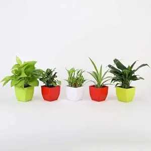 VishNature Set of 5 Golden Money Plant,Green Syngonium,Spider & Peace Lilly and Two Layer Lucky Bamboo in Plastic Pot/Indoor/Outdoor/Living/Live Plant/Air Purifying
