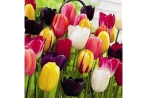 GARDENERSDREAM Cottage Garden Bulbs: Mixed Tulip Bulbs - Spring Flowering - Packs of 50 & 100 Available - Free P & P (50)