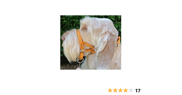 dogmatic headcollar amazon