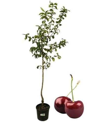 Piantine Da Orto In Vaso P. Piantine Da Orto | Gelso Bianco, Vaso Da 2L, Pianta Pronta Per Il Trapianto, Pianta Vera Da Orto, Da Balcone E Da Esterno, Vivaio Italiano Pianta - 7