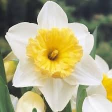Cottage Garden Bulbs: Narcissi ICE FOLLIES Bulbs- Large Cupped Narcissi/Daffodil RHS - Spring Flowering - FREE UK P &amp; P (15)