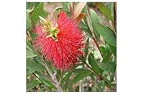 GIFTAPLANT CALLISTEMON Australian Bottle Brush-Superb Australian Plant Gift to Send for Easter, Birthdays & All Occasions