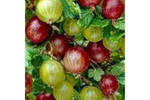 AMAZONSEEEDS 2 X UVA SPINA ROSSA- VERDE VASO 1 LITRO