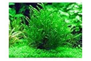 Lincolnshire Pond Plants Ltd Fontinalis Antipyretica Oxygenating Pond Plant - Fish or Wildlife Pond and bog Aquatic Plants - 5 Bunches