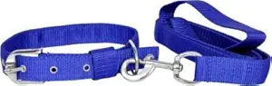 S.Blaze Blue Colour Nylon 1inch Collar Chain Belt and Leash for Puppies, Dogs and Cats.