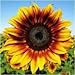Produktbild Fash Lady Paket von 85 Samen, Firecracker Sonnenblumenkerne (Helianthus annuus)
