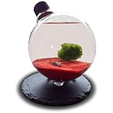 Marimo MoosKugel Im Glühbirne Terrarium Mit Rotem Sand - Japanisch SELTEN Lebende Pflanzen - Marimo Moos Ball - Terrarium Deko Pflanzen - Aquarium Pflanztopf Mit Mooskugel - Geschenkidee