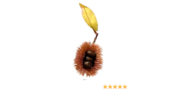 Artif Deco Com Chataigne Fruit Artificiel Avec Sa Bogue Et Sa Branche Amazon Fr Cuisine Maison