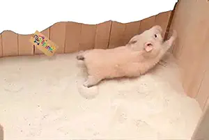 Western Era Sand Bath for Hamster, Gerbill (200grm) (Strawberry)