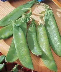 Go Green Snow Peas Carboy 30 Seeds