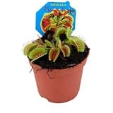 Dionaea, Venusfliegenfalle