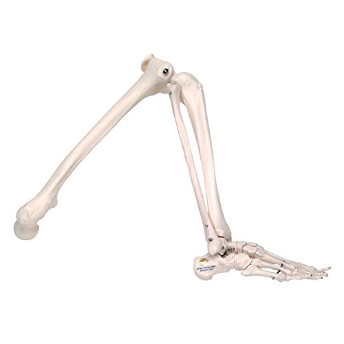 3/4 Life-Size Female Human Muscle Model Without Internal Organs On Metal Stand, 23 Part - 3B Smart Anatomy - SEM Trainers