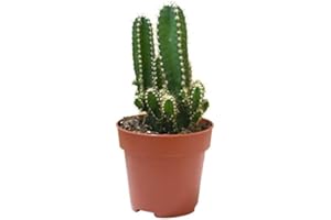 DECOALIVE Mini Cactus Cereus Peruvianus Florida Cactus del Ordenador Planta Natural