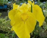 gemischtes Pflanzensortiment mit 25 Pflanzen Teichpflanzen Teichpflanze Teich - 2